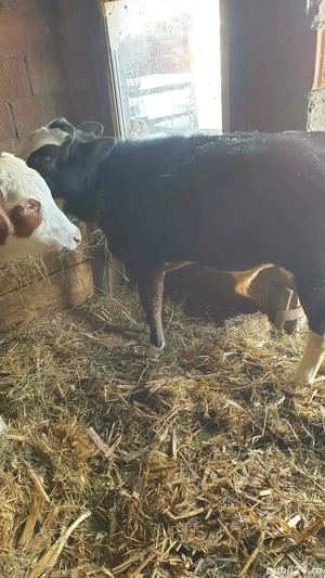 Vand vitea de 5 luni și tauras de 4 luni info la nr  