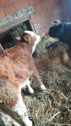 Vand vitea de 5 luni și tauras de 4 luni info la nr   - imagine 2
