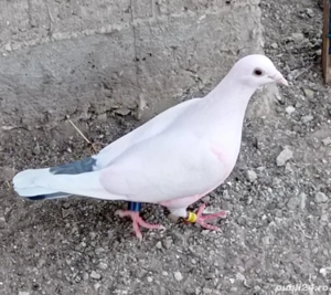 Voiajori toate rasele! - imagine 4