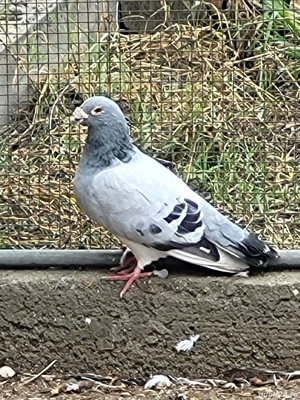 Voiajori toate rasele! - imagine 3