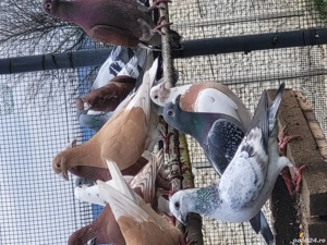 Voiajori toate rasele! - imagine 2