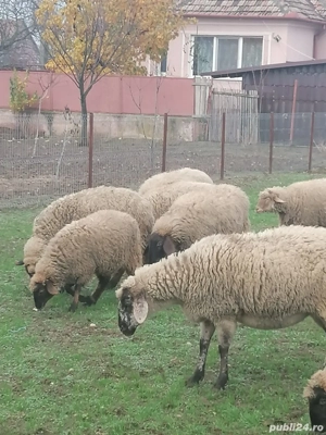 Oi rasa tigae  gestante prima fatare