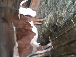 Vacii de vanzare - imagine 3