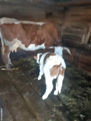 Vacii de vanzare - imagine 2