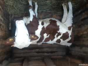 Vacii de vanzare - imagine 5