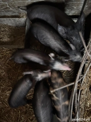 purcei de vanzare - imagine 2