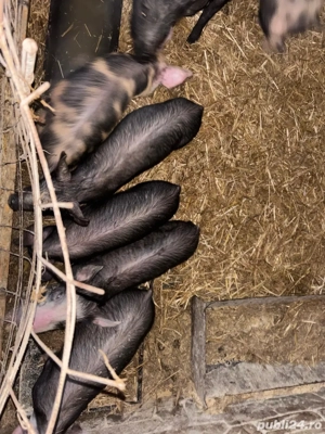 purcei de vanzare - imagine 4