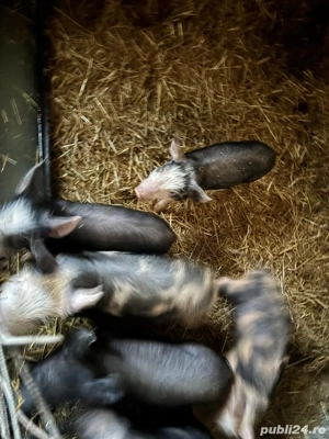 purcei de vanzare - imagine 3