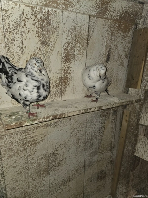 De vanzare porumbei kingi - imagine 5