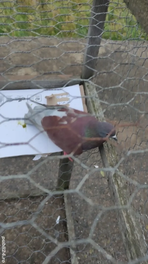 Porumbei comuni - imagine 5