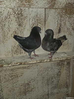 De vanzare porumbei kingi - imagine 3