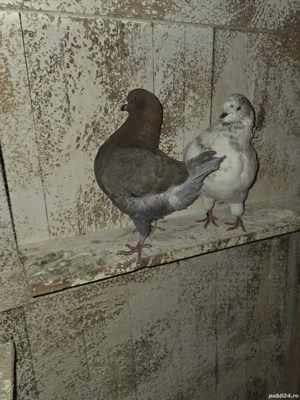 De vanzare porumbei kingi - imagine 2