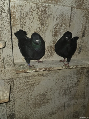 De vanzare porumbei kingi - imagine 4