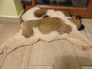 Pui akita american  - imagine 5