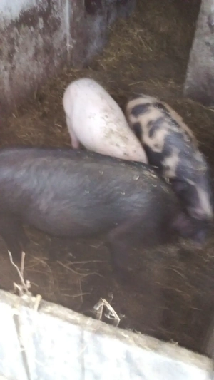 purcei vinzare - imagine 2