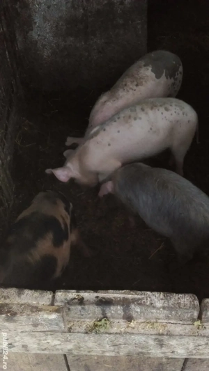 purcei vinzare - imagine 3