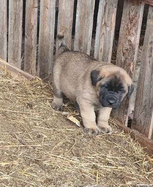 Vand catei kangal x presa canario - imagine 5