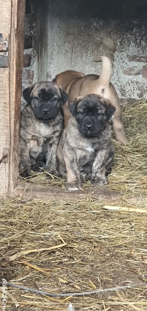 Vand catei kangal x presa canario - imagine 2