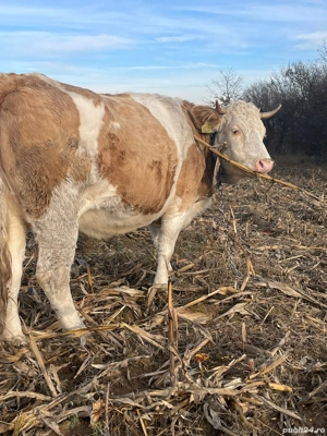 Vând o vaca și o juninca bălțate românești 