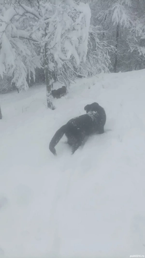 Catel de vanzare - imagine 5