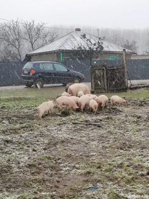 De vânzare purcei și o scroafă - imagine 2