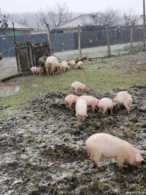 De vânzare purcei și o scroafă - imagine 3