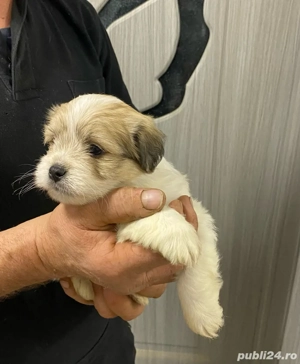 Vand bishonel talie mica baietel 7 saptamani