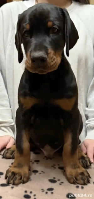 Doberman catel