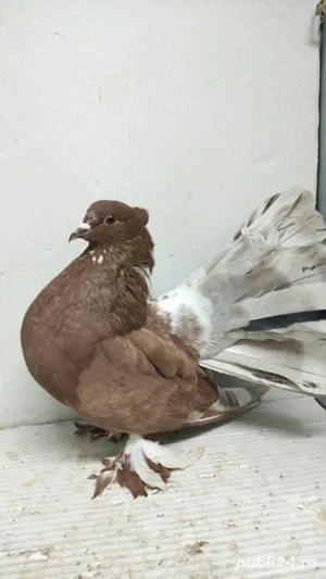 Porumbei voltați indieni  - imagine 5