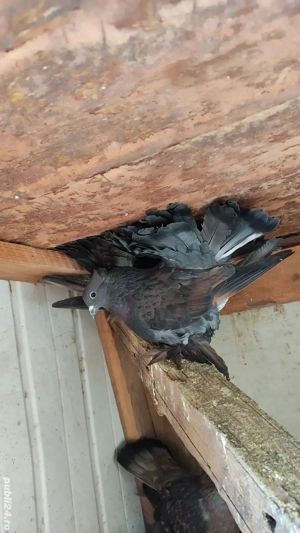 Porumbei voltați indieni  - imagine 4