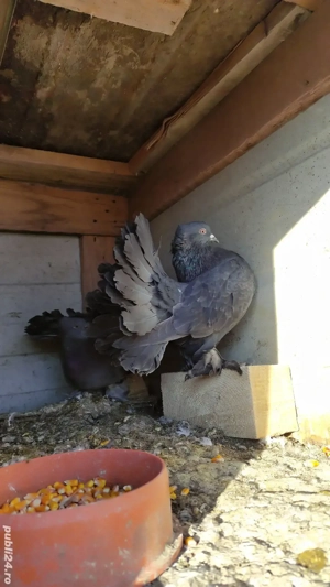 Porumbei voltați indieni  - imagine 3