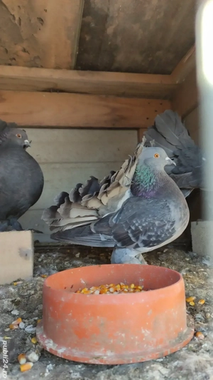 Porumbei voltați indieni  - imagine 2