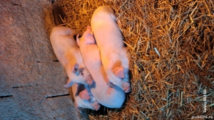 Purcei tn70 cu landras pur  - imagine 2