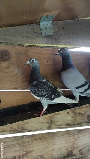 Porumbei voiajori sport 