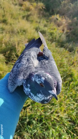 Porumbei voiajori sport  - imagine 2