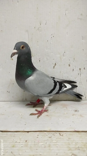 Porumbei voiajori sport  - imagine 3