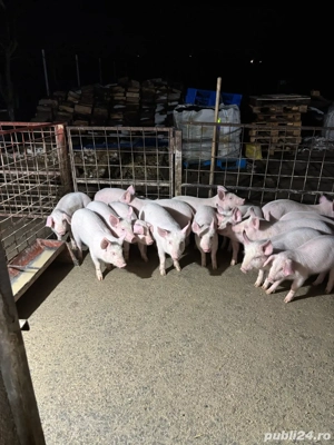 Purcei Marele Alb si Landrace rasă PURĂ