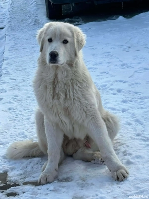 ciobanesc de bucovina - imagine 3