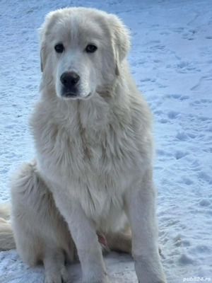 ciobanesc de bucovina