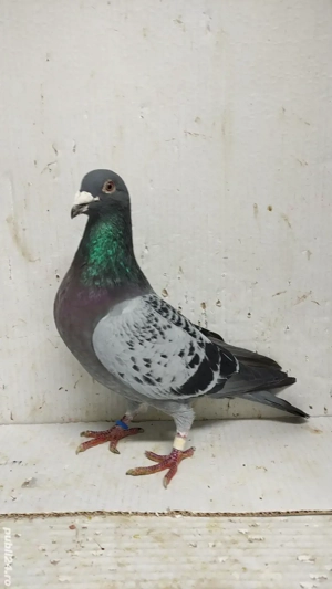 Vand porumbei voiajori tineret 2024 - imagine 2