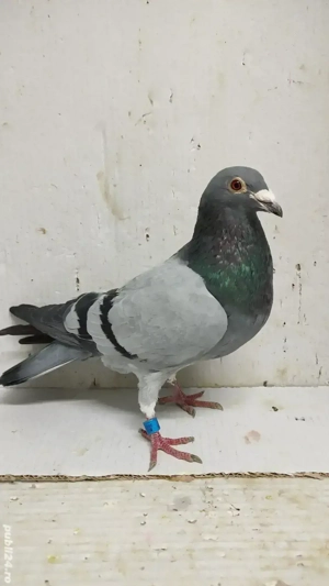 Vand porumbei voiajori tineret 2024