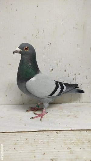 Vand porumbei voiajori tineret 2024 - imagine 5