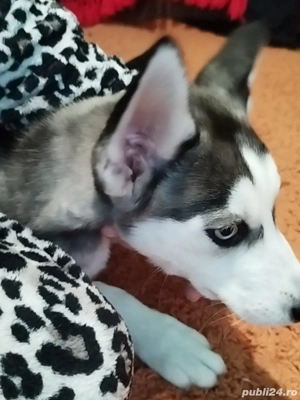 Catelusa Huksy Siberian