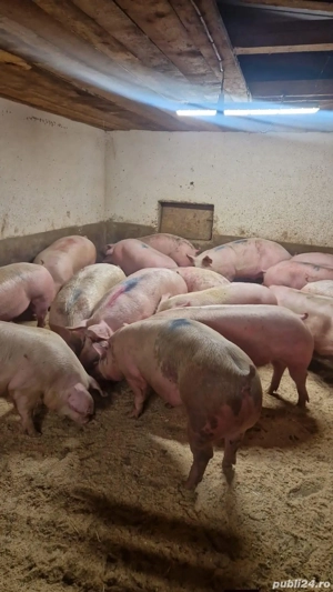 porci de carne  - imagine 2