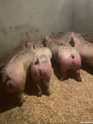 porci de carne  - imagine 3