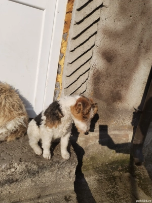 Fox terrier par sarmos - imagine 3