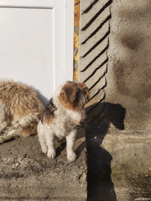 Fox terrier par sarmos - imagine 4