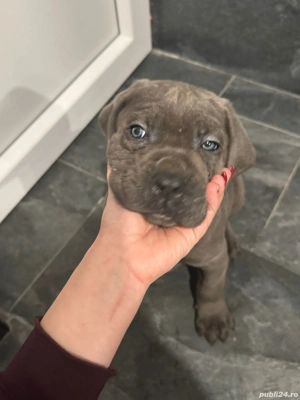 vând câine cane corso