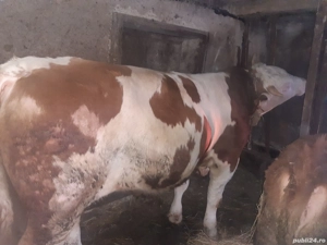 Vand taur baltat - imagine 2