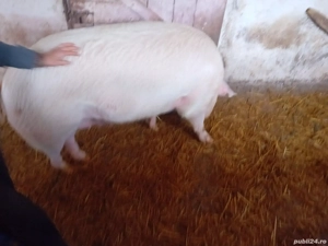 Vand porci, com Varciorog - imagine 2